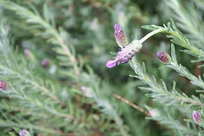 Lavendar