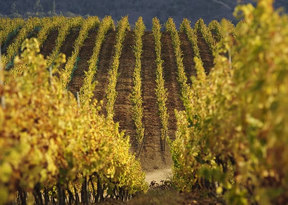 The Chilean Wine Revolution