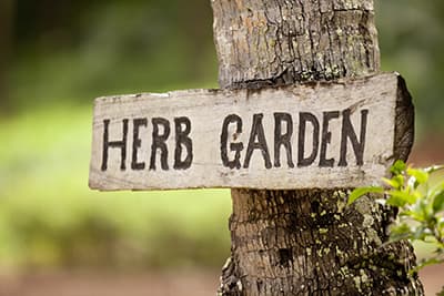 Herbal Garden