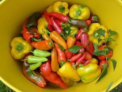 Farm_Produce_07
