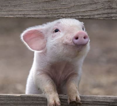 Supervalu Demands Animal Welfare Reports from Pork Suppliers