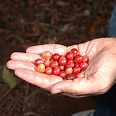 red_catuai