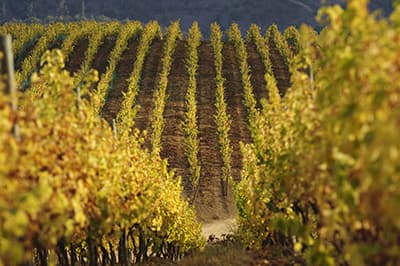 Earthquake in Chile Spares Wine Regions