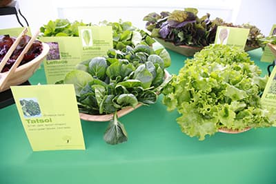 Lettuce Bar