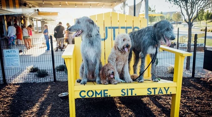 Mutts Canine Cantina® Signs Second Multi-Unit Franchise Deal in Dallas-Fort Worth