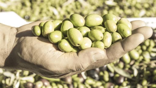 European Olive, The Gourmet Product That Offers More Than 90 Preparations