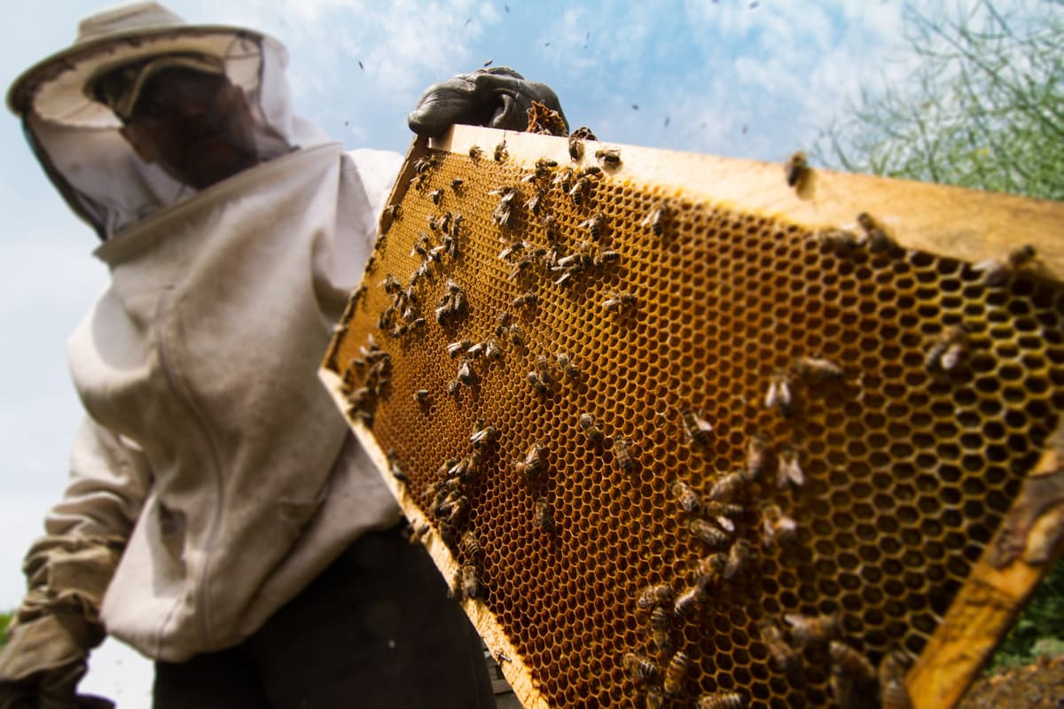 Hive to Hand: Hive₂O creates a new beverage category: The Hard Honey Taste Experience