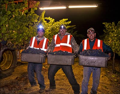 Harvest Workers