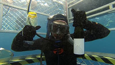 First-ever shark cage wine-tasting on 'WINERAM Australia'