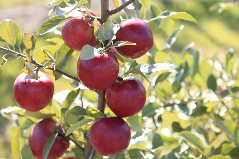 snapdragon_orchard