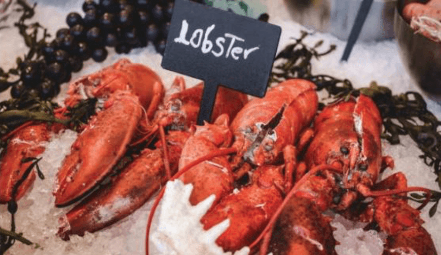 Lobster Fishing and Sustainability