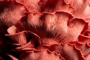 Pink Oyster Mushroom - Close Up’ by Kate Ireland. 3rd, Cream of the Crop, 2025