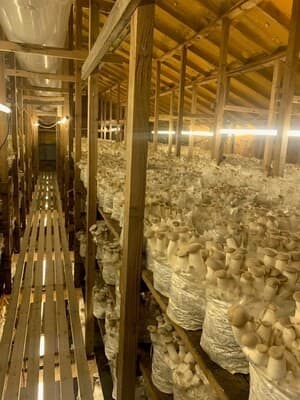 Caputo & Guest Launches Direct-to-Consumer Platform for Organic Mushrooms