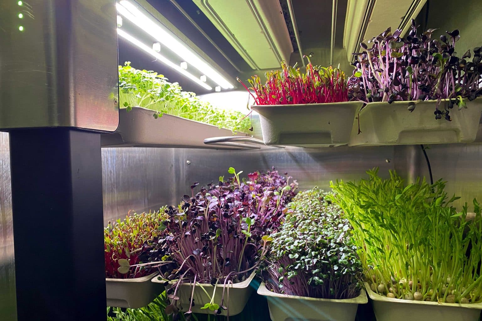 Instafarm's Fresh Take on the Future of Food