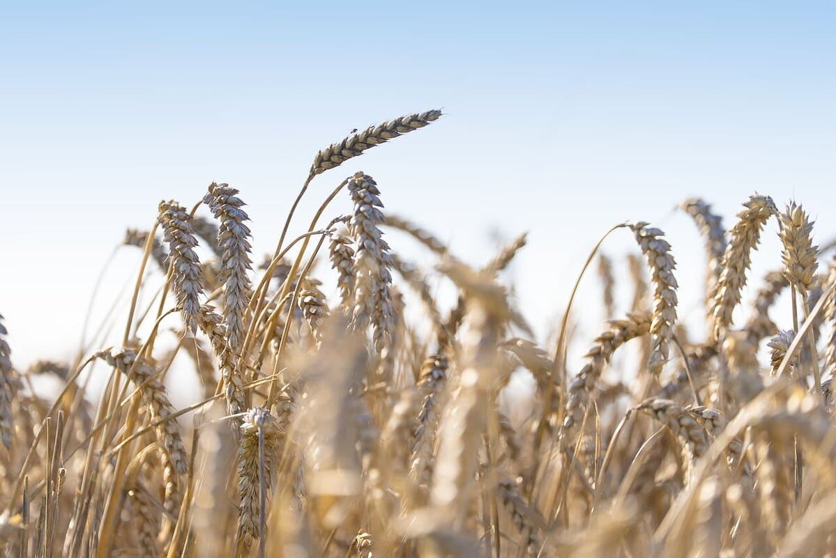 Puratos Scales Regenerative Wheat Across Its U.S. Supply Chain