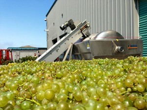 2013-Harvest-tothePress-FirstBin