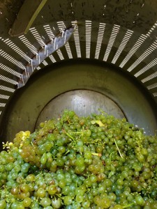 2013-SauvBlanc-PressBladder-Sept9
