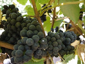 Griva Vineyard - Clone 777 Pinot