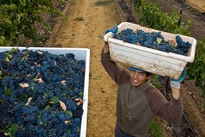 CA Harvest_G.Rose