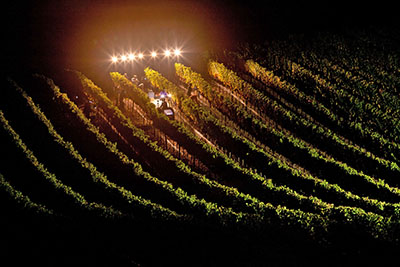 CA Night Harvest_ute