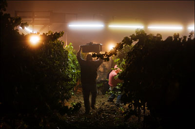 CA Night Harveste