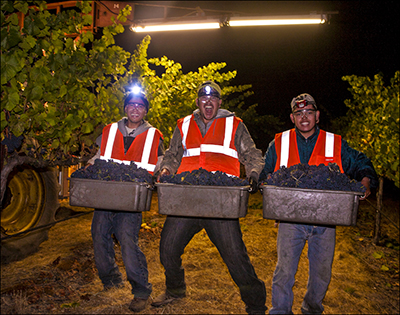 Harvest Workers