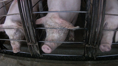 Wendy’s Demands Quarterly Animal Welfare Reports from Pork Suppliers Amid Growing Concerns
