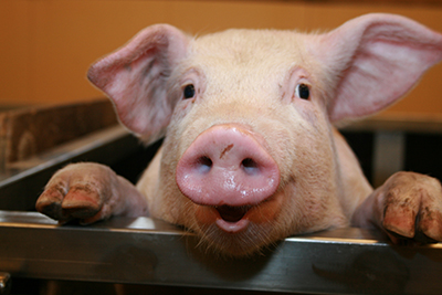 Denny’s Continues Working With Pork Suppliers To Eliminate Gestation Crates From Supply Chain