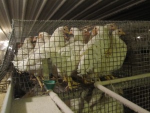 Iowa Egg Farm Investigation
