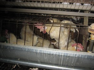 Iowa Egg Farm Investigation