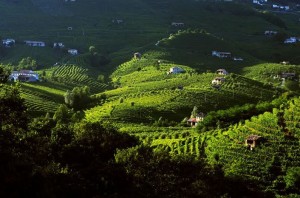 Bisol The Prosecco DOCG hills