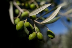 Chilean Olive Oil