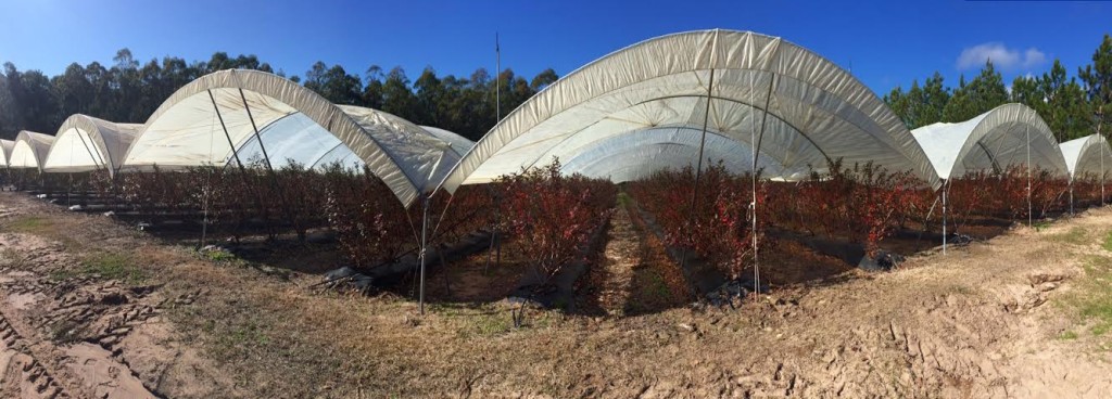 Wish Farms Expands Its Argentina Blueberry Program
