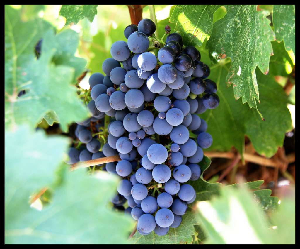 French Grape