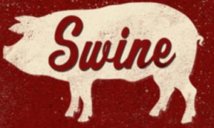 swine