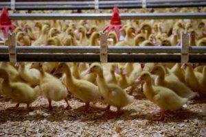 la belle farms-ducks