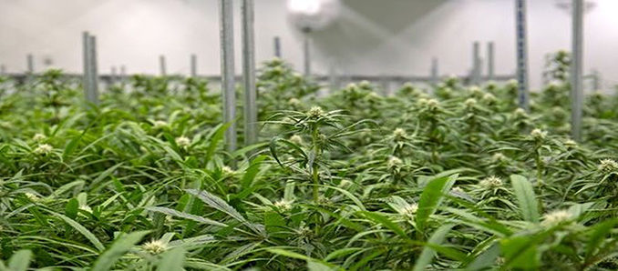 TopCannabis5