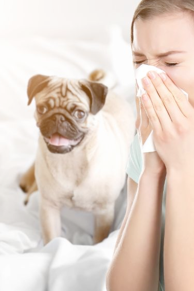 How To Live With Your Pets If You&#8217;re Suffering From Asthma