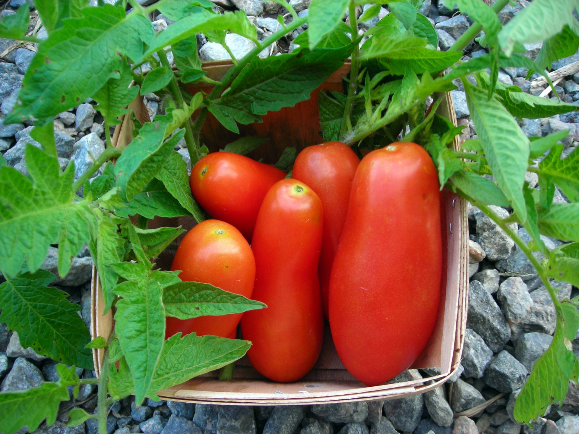 Any Italian Tomato is Not a San Marzano DOP Tomato