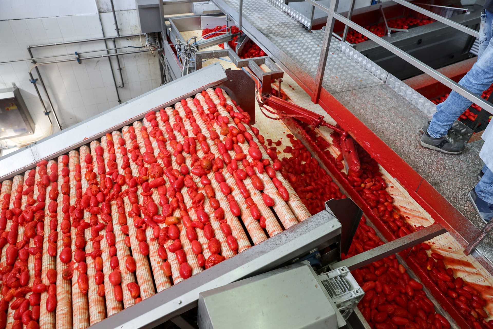 The Greatest Tomatoes from Europe &#8211; Factory Tour
