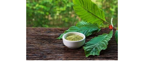 Does Kratom Have Calories? A Comprehensive Guide to Its Nutrition