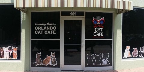 First Cat Café in the U.S. to Offer Franchise Model