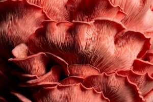 Pink Oyster Mushroom - Close Up’ by Kate Ireland. 3rd, Cream of the Crop, 2025