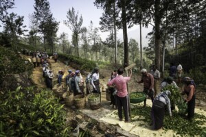 Weighing the Tea Yield’ by Marco Rutten. 2nd, Bring Home the Harvest